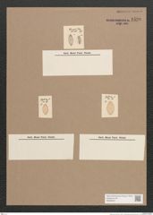 Navicula sp. (de-Toni-Nr.: Genus 1) Zeichnungen Sammlung Grunow Nr. 1538 (NHMW-BOT-W0368237)